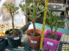 Jade Plants - Numbered