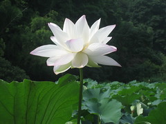 lotus par ichiro kishimi