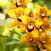 Orchid, Philadelphia flower show