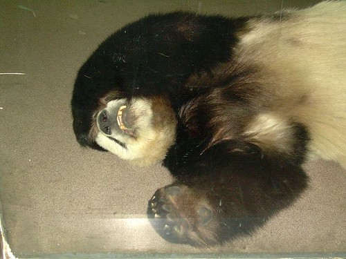 panda with a hangover