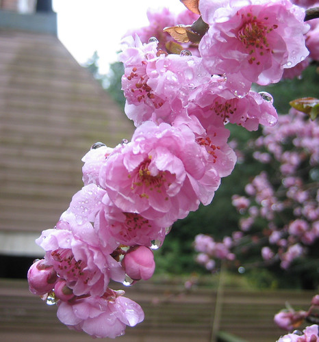 櫻花的露珠