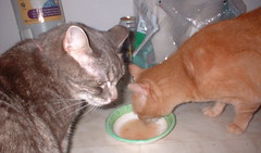 Abby hogs the tuna water and keeps Xena away