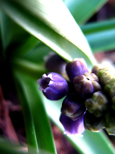 Hyacinths (Bulb project from Notsocrafty.com)