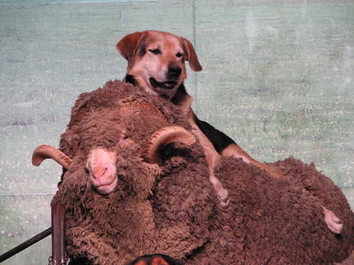 sheep dog on a merino sheep