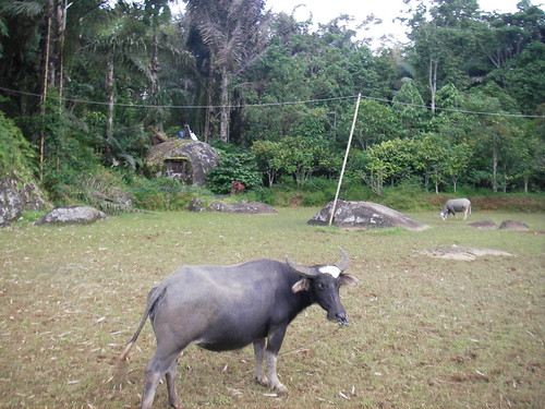 Toraja: Buffalo and Grave