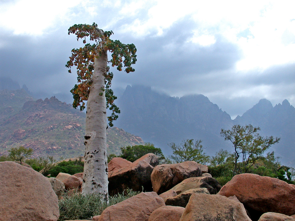The incredible trees of Socotra Islands, Yemen