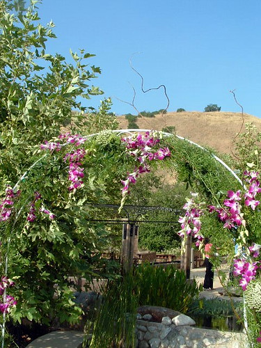 The floral and natural wedding arch for michelle and antonio's wedding in