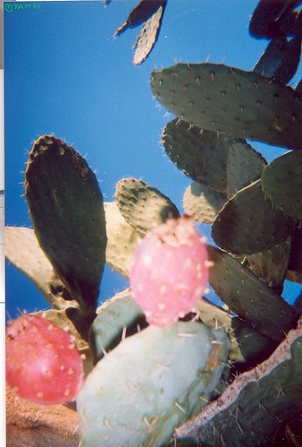 Cactus_Milli_ميلي