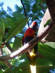 Lorikeet in the Branches