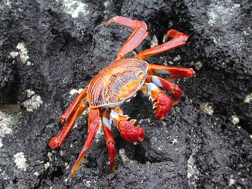 red crab account
