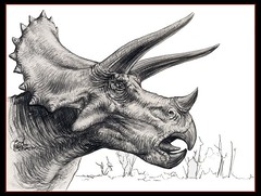 triceratops_the_matriarch