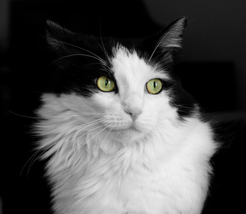 Cookie; The Black & White Kitty Cat