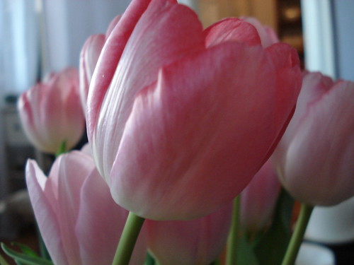 pink tulips in missy's apartment