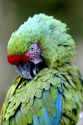 Mexican Parrot