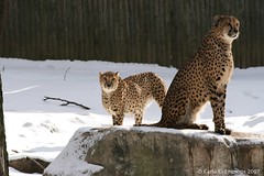 Cheetahs in Snow