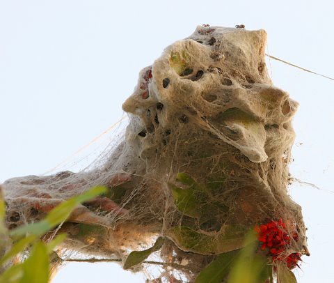 Nest of the Social Spiders
