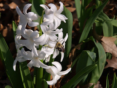 6. Hyacinth in my garden