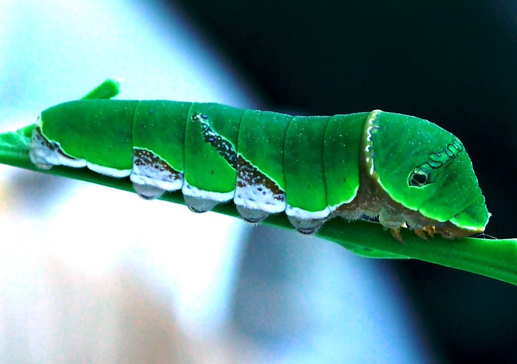 Caterpillar..swallowtail..on lime tree.