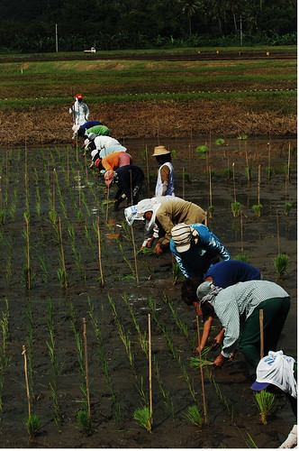 los banos laguna farm farmer farming planting rice seedling rural Pinoy Filipino Pilipino Buhay  people pictures photos life Philippinen  菲律宾  菲律賓  필리핀(공화국) Philippines,rural