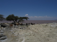 Lake Langano Rift Valley
