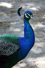Peacock on the loose
