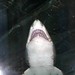 real shark swimming overhead