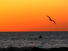 A "Jonathon Livingston  Seagull Moment" -- Santa Monica, CA by Vaguely Artistic