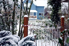 the garden gate in the snow