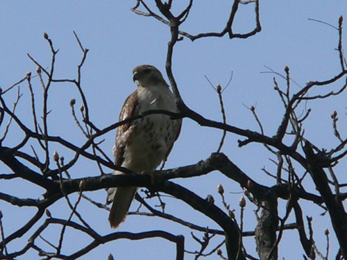 Red-tailed Hawk Juv