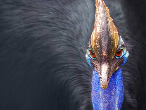 Cassowary by DrawPerfect, on Flickr