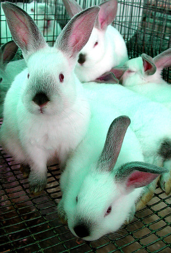 californian rabbits. californian rabbits. Californian bunnies