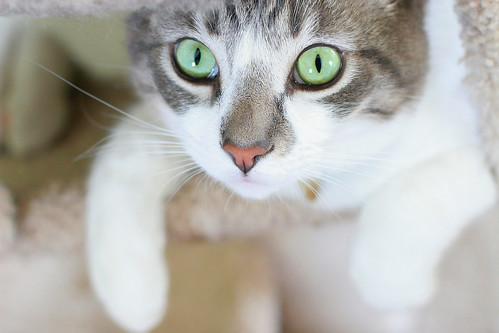 cat eyes. green eyes. happy birthday