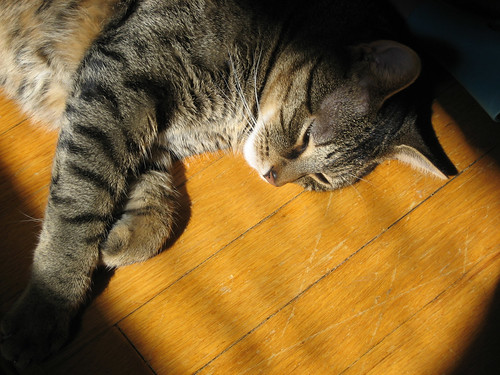 Cat In Sun. cat in sun