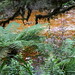 Tanin stained Oparara River