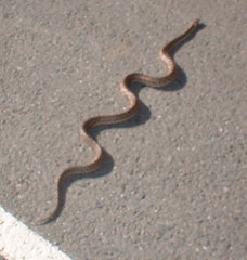a snake on my Lafayette Reservoir hike