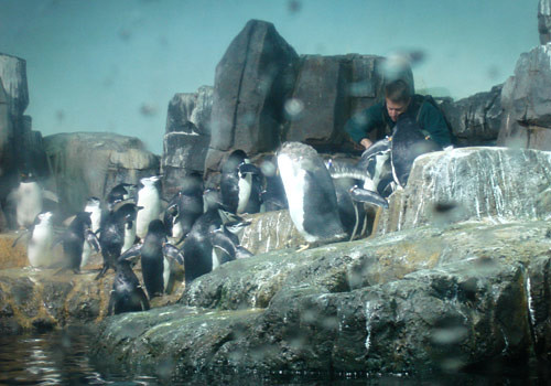 central park zoo penguins. Central Park Zoo - Penguins