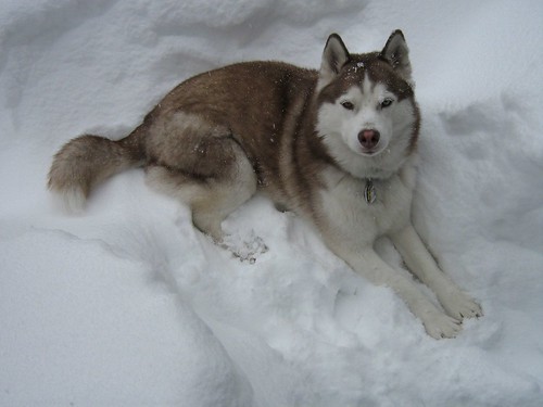 siberian huskies puppies in snow. Scarlet the Siberian Husky