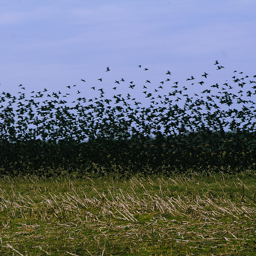 flocking