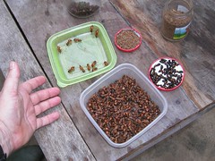 I ate these - ants in the Amazon 2003
