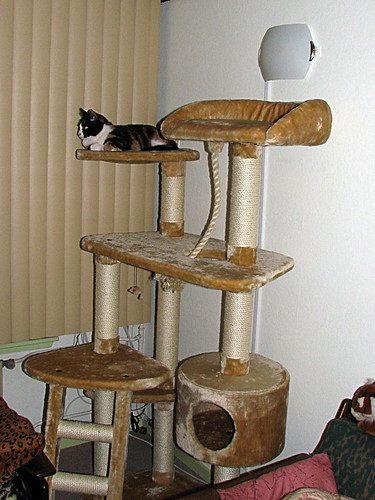 New scratching post