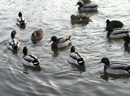 Chattering ducks