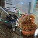 Brown Sugar Cookies - mixing liquids into 2 kinds of sugar