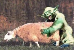 Yoda Loves Ewe