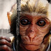 A portrait of a monkey