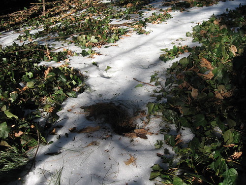 Ivy & Snow Path