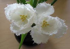 Fringed white tulips