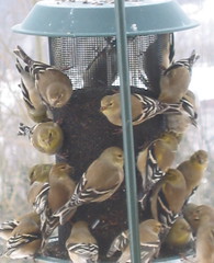Crowded thistle feeder