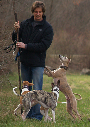 Whippetmeeting in vienna (Donauinsel)
