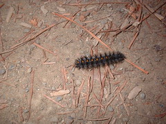 a catterpillar on the trail