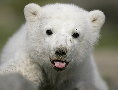 klein Knut , little icebear baby knut